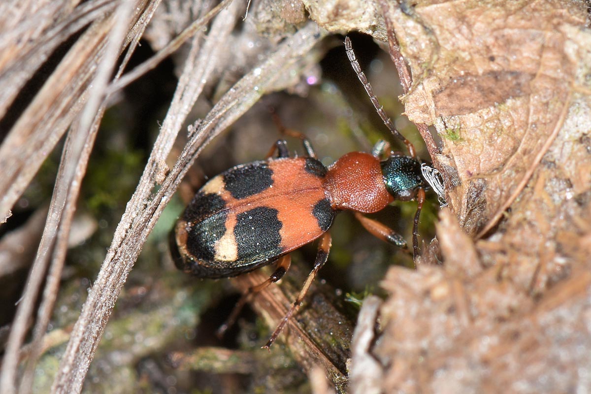 Avigliana, Lungo Dora: Carabidae lungo il fiume.